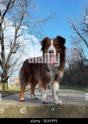Australischer Schäferhund steht auf Betonkante mit blauem Himmel im Hintergrund, fröhlicher Ausdruck und aktives Outdoor-Lebensstil-Konzept. Stockfoto