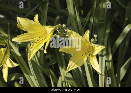 Hemerocallis aurantiaca, Hemerocallis fulva, var. Aurantiaca, Orange Daylily - Hemerocallis aurantiaca, Orange Daylily Stockfoto