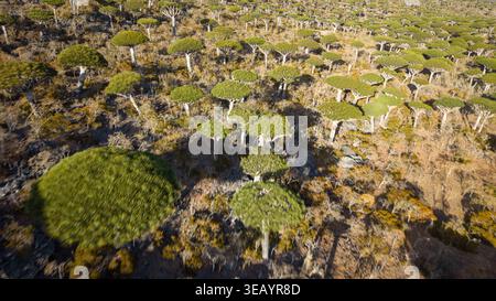 Aus der Vogelperspektive des Drachenblutbaumwaldes in arider Landschaft, Insel socotra, mit schirmförmigen Baldachinen und langen Schatten im goldenen Licht. Firmih Stockfoto