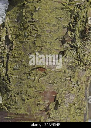 Betula lenta, Zuckerbirke, Stamm mit Rinde - Betula lenta, Süßbirke, Schwarzbirke, Kirschbirke Stockfoto