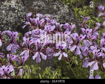 Pelargonium peltatum, Efeu pelargonium - Pelargonium peltatum, Efeublatt Geranie, Kaskadiergeranie, Efeublättrige Geranie, hängende Geranie Stockfoto