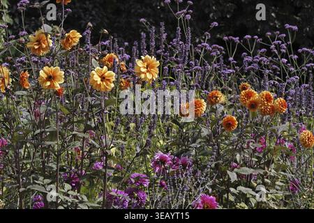 Dahlien im Sommerbeet mit Eisenkraut (Verbena bonariensis) - Dahlien im Blumenbeet mit Eisenkraut (Eisenkraut) Stockfoto