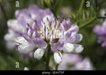 Coronilla varia, Coronilla varia, Securigera varia, Kronenwicke, Purple Kronenwicke Stockfoto