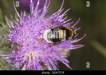 Volucella bombylans, Hummel hoverfly auf gewöhnlicher Distel, Cirsium vulgare, Niedersachsen - Volucella bombylans, Hoverfly auf Cirsium vulgare, Bulle this Stockfoto