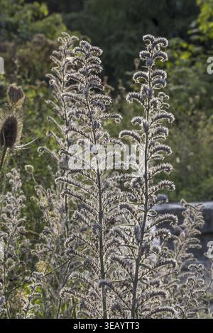 Echium vulgare, Common Snake Head, Blue Henry - Echium vulgare, Vipers Bugloss, Blueweed Stockfoto
