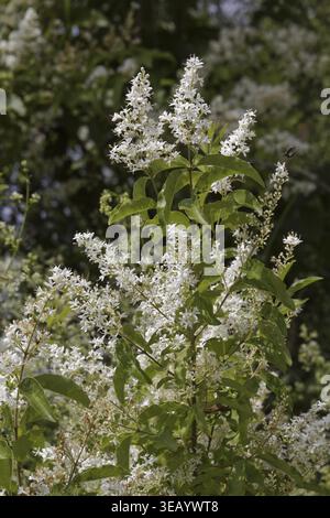 Ligustrum vulgare, Gemeiner Privet, Regenweide, Legwood - Ligustrum vulgare, Gemeiner Privet, Europäischer Privet, Wilder Privet Stockfoto