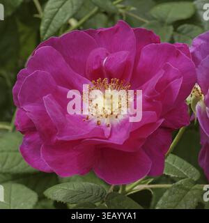 Rosa Gallica, Essigrose, Apothecary Rose, Essigrose - Rosa Gallica, Gallische Rose, Französische Rose, Rose der Provins Stockfoto