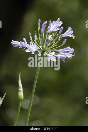 Nahaufnahme der Agapanthus-Blume. Botanische Tapete, grün. Bud einer afrikanischen Lilie und frühes Stadium. Kleine lila Blüten Stockfoto