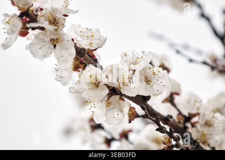 Zweig eines blühenden Aprikosenbaums mit weißen Blüten Stockfoto