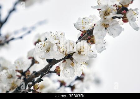 Blühender Aprikosenbaum, Zweig mit weißen Blüten. Der Frühling Stockfoto