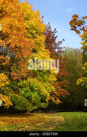 Herbstlandschaft mit hellen Ahornbäumen im Park. Vertikales Foto Stockfoto