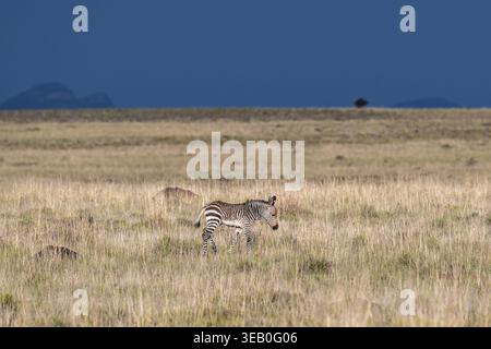 Cape Mountain Zebra (Equus Zebra Zebra), Fohlen, Mountain Zebra National Park, Eastern Cape, Südafrika Stockfoto