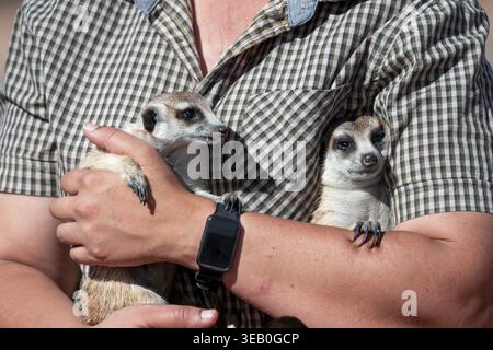 Frau, die ein Erdmännchen (Suricatta suricata) in den Händen hält, Erdmännchen-Zuchtzentrum, Nordkap, Südafrika Stockfoto