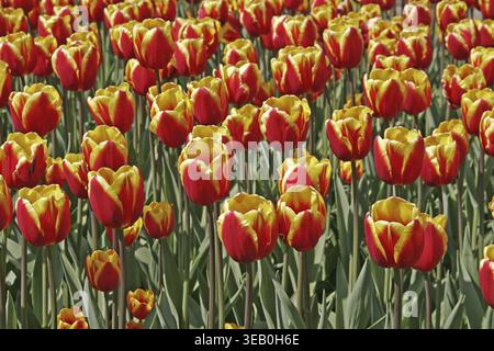 Tulipa 'Dänemark', Triumph Tulip, Den Mark Stockfoto