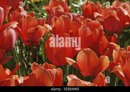 Tulipa 'Apricot Impression', Darwin Hybrid Tulpe Stockfoto