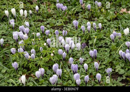 Wilde Krokusse auf einer sonnigen Wiese Stockfoto