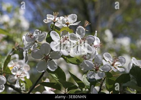 Malus ioensis, Savanna Wild Apple, Prairie Wild Apple, Prairie Crab Stockfoto