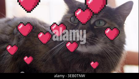 Die langhaarige Tabbykatze zeigt in der Nähe des hellen Fensters zu Hause Whisker mit pinkfarbenen Herzen Stockfoto
