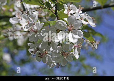 Malus ioensis, Savanna Wild Apple, Prairie Wild Apple, Prairie Crab Stockfoto
