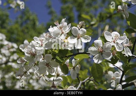 Malus ioensis, Savanna Wild Apple, Prairie Wild Apple, Prairie Crab Stockfoto