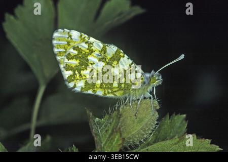 Euchloe Ausonia, Ausonia Weiße Stockfoto