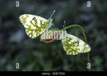 Euchloe Ausonia, Ausonia Weiße Stockfoto