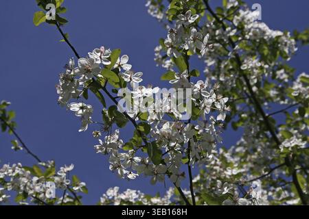 Malus ioensis, Savanna Wild Apple, Prairie Wild Apple, Prairie Crab Stockfoto