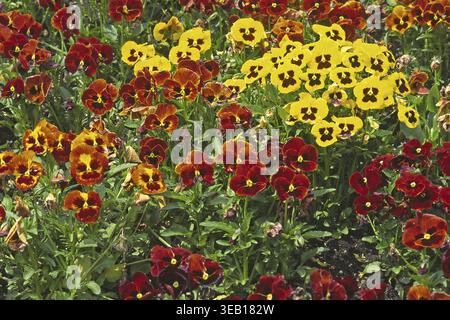 Viola wittrockiana, Stiefmütterchen-Mix Stockfoto