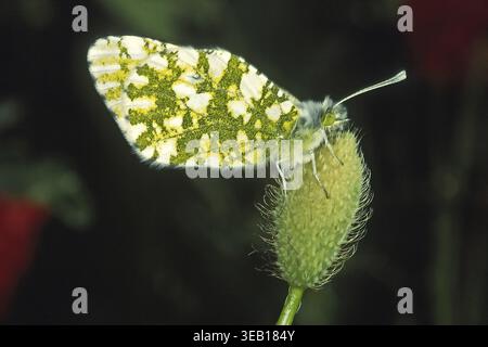 Euchloe Ausonia, Ausonia Weiße Stockfoto