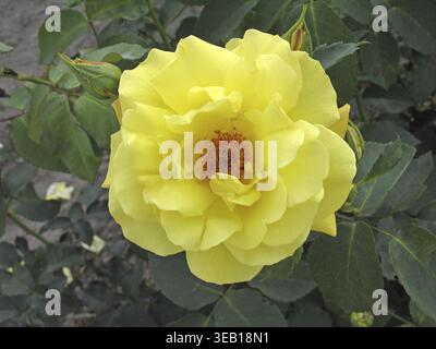 Rosafarbener Stern, syn. Pink Gold Star, Syn. Rosa 'Goldstar', Kletterrose, Tantau 1966, goldgelb, goldgelb Rose Stockfoto