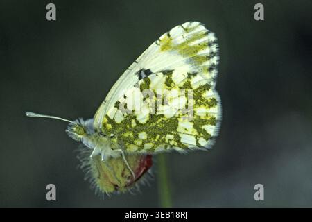 Euchloe Ausonia, Ausonia Weiße Stockfoto