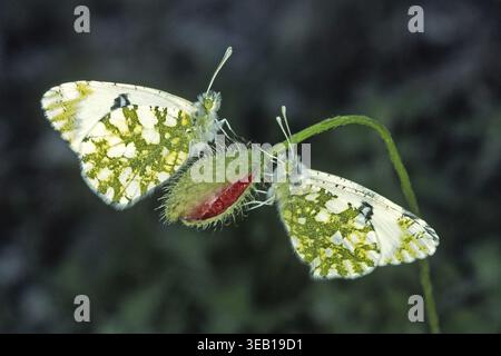 Euchloe Ausonia, Ausonia Weiße Stockfoto