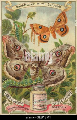 Bildserie von Falter Mitteleuropas, große Kaiserfalter, Saturnia pyri und Fleckenfalter, Aglia tau, Liebig-Bild, digital restaurierte Reproduktion einer Handelskarte aus der Zeit um 1900, genaues Datum unbekannt Stockfoto