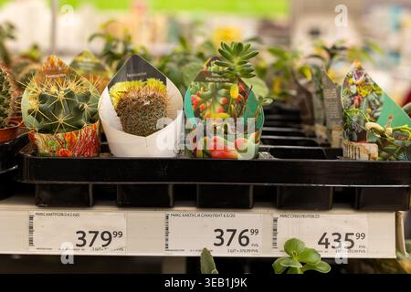 Russland, Moskau, 31. März 2026 - eine Mischung aus Kakteen im Supermarkt Auchan. Verschiedene Kaktusarten in Töpfen Stockfoto