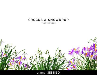 krokus, Schneeglöckchen, Krokus und Schneeglöckchen, Schneeglöckchen Stockfoto