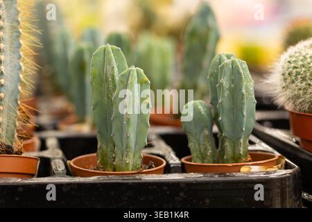 Eine Mischung aus Kaktusin im Auchan Supermarkt. Verschiedene Kaktusarten in Töpfen Stockfoto