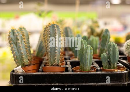 Eine Mischung aus Kaktusin im Auchan Supermarkt. Verschiedene Kaktusarten in Töpfen Stockfoto