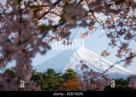 Blick auf den Fuji mit seinem schneebedeckten Gipfel, der von blühenden Kirschblüten und grünen Kiefern unter klarem Himmel eingerahmt wird Fujinomiya, Shizuoka, Japan. Stockfoto