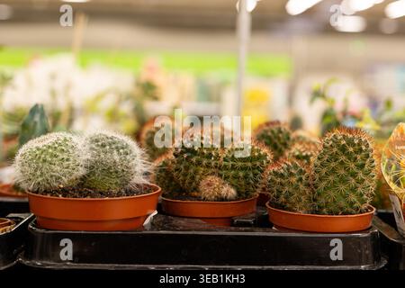 Eine Mischung aus Kaktusin im Auchan Supermarkt. Verschiedene Kaktusarten in Töpfen Stockfoto
