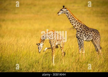 Giraffen könnten so anschmiegsam sein, wenn sie nicht so groß wären. Sie können schön und ungeschickt aussehen, komisch und liebenswert. Junge Giraffen-Skracthing. Stockfoto