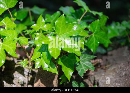 Üppige, leuchtend grüne Efeublätter glitzern unter natürlichem Licht und wachsen auf einer strukturierten Steinoberfläche. Stockfoto
