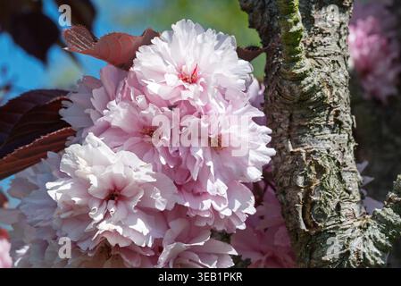 Rosafarbene Doppelkirschblüten platzen auf einem strukturierten Baumstamm hervor, hell beleuchtet am blauen Frühlingshimmel. Stockfoto