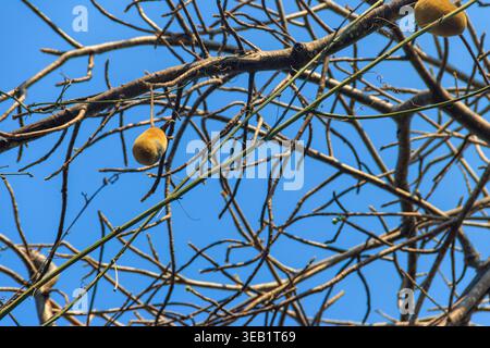 Afrikanische Baobab-Früchte oder Affenbrot, das auf einem Baobab-Baum wächst (Adansonia digitata) Stockfoto