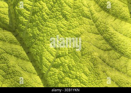 Gunnera manicata, Mammutblatt, kugelförmiges Mammutblatt, Riesenrhabarber, Gunnera brasiliensis - Gunnera manicata, Riesenrhabarber Stockfoto