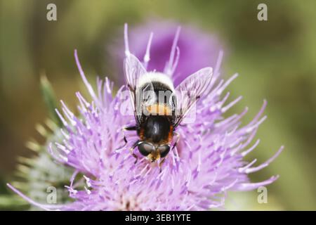 Volucella bombylans, Hummel hoverfly auf gewöhnlicher Distel, Cirsium vulgare, Niedersachsen - Volucella bombylans, Hoverfly auf Cirsium vulgare, Bulle this Stockfoto