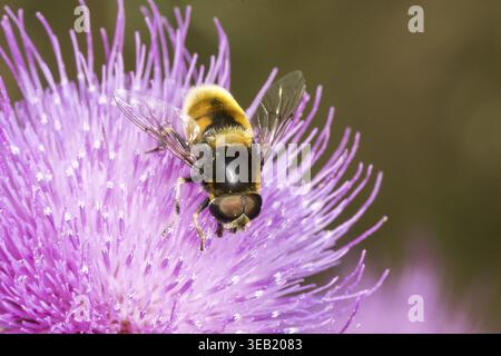 Volucella bombylans, Hummel hoverfly auf gewöhnlicher Distel, Cirsium vulgare, Niedersachsen - Volucella bombylans, Hoverfly auf Cirsium vulgare, Bulle this Stockfoto