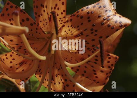 Lilium lancifolium, Tigerlilie, Tigerlilie - Lilium lancifolium, Tigerlilie, Teufellilie, Osterlilie, Centan Stockfoto