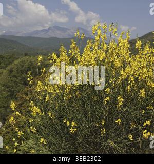 Spartium junceum, Pfarrei Bräutigam auf Korsika, in der Nähe von Redalba, spanischer Besen, binsenginster - Spartium junceum, spanischer Besen, Weberbesen, in der Nähe der Villa Stockfoto