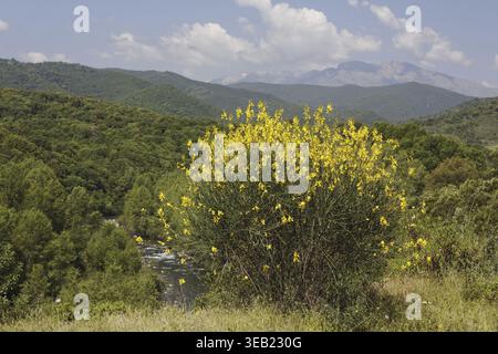 Spartium junceum, Pfarrei Bräutigam auf Korsika, in der Nähe von Redalba, spanischer Besen, binsenginster - Spartium junceum, spanischer Besen, Weberbesen, in der Nähe der Villa Stockfoto