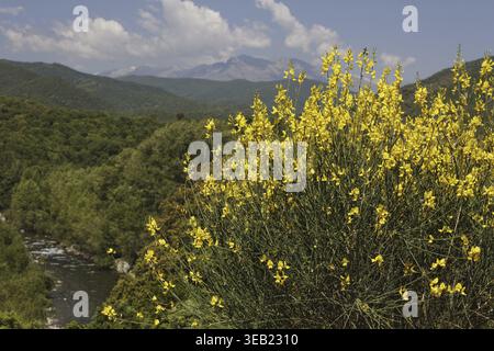 Spartium junceum, Pfarrei Bräutigam auf Korsika, in der Nähe von Redalba, spanischer Besen, binsenginster - Spartium junceum, spanischer Besen, Weberbesen, in der Nähe der Villa Stockfoto